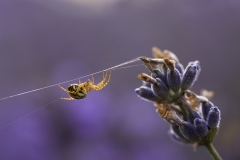 „Fragrance web“