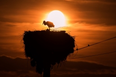 „Sunset stork“