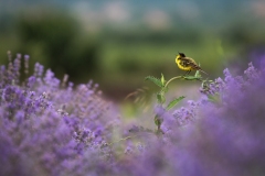 „Yellow and purple“