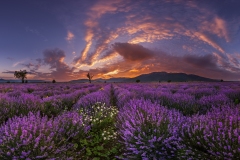 „Lavender sea“